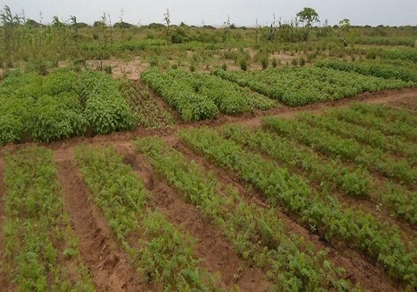 Agriculture verte — Maraîchage Bio