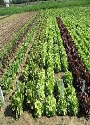 Promotion de l’agriculture verte — Maraîchage sans engrais chimique